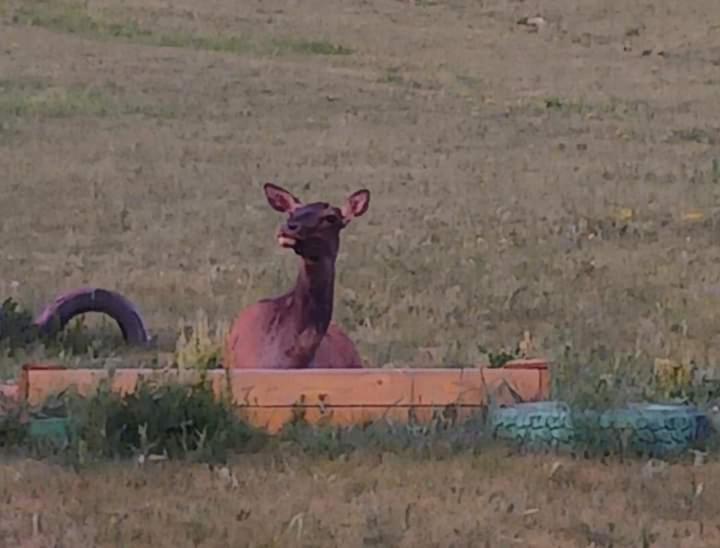 מלון Bayan Bulagiin Hural Apache Eco Camp, Terelj Nationalpark Mongolia מראה חיצוני תמונה