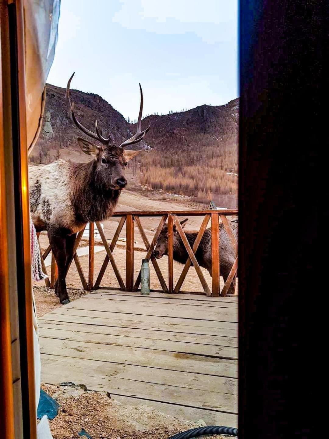 מלון Bayan Bulagiin Hural Apache Eco Camp, Terelj Nationalpark Mongolia מראה חיצוני תמונה